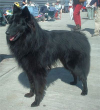 a well breed Belgian Shepherd dog